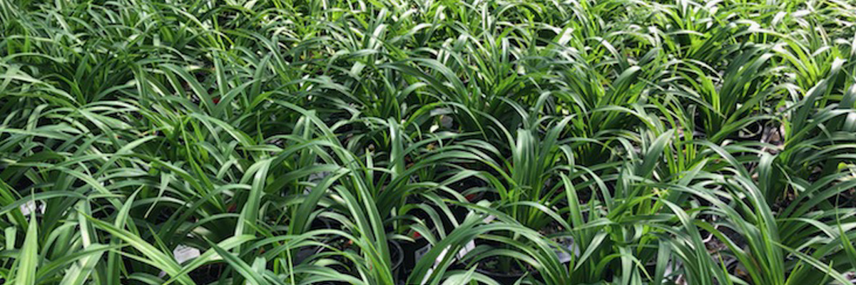 Perennials in a greenhouse